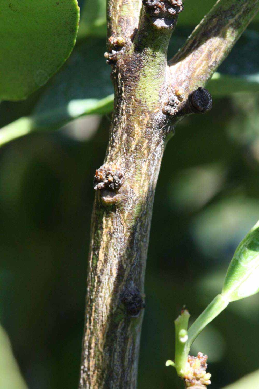              Second - third year twig (Riverside,   CA)       